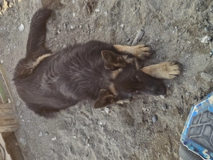 Vand ciobănesc german - imagine 2