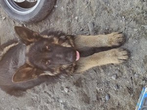 Vand ciobănesc german - imagine 5