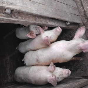 Porci de vinzare  - imagine 2