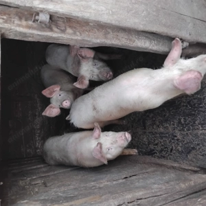 Porci de vinzare  - imagine 4