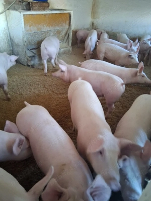 Vand purcei mici ,rasa de carne crescuți natural.  - imagine 3