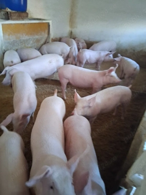 Vand purcei mici ,rasa de carne crescuți natural.  - imagine 2