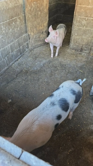 Grăsuni de vânzare  - imagine 2