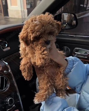 Fetita si baietel maltipoo  - imagine 2