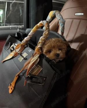 Fetita si baietel maltipoo 