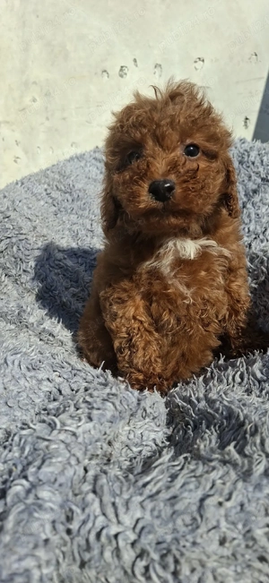 Pudel ( caniche) - imagine 3