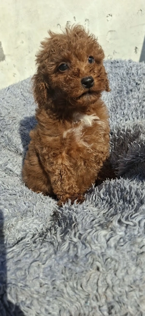 Pudel ( caniche) - imagine 4