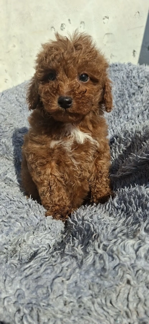 Pudel ( caniche) - imagine 2