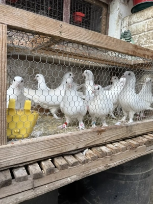 Porumbei jucatori,Takla. - imagine 4