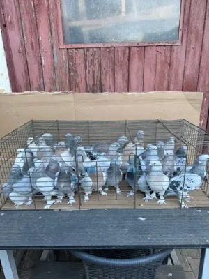 Porumbei jucatori,Takla. - imagine 3