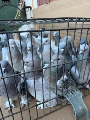 Porumbei jucatori,Takla. - imagine 2