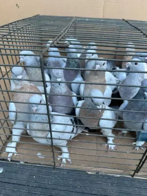 Porumbei jucatori,Takla.