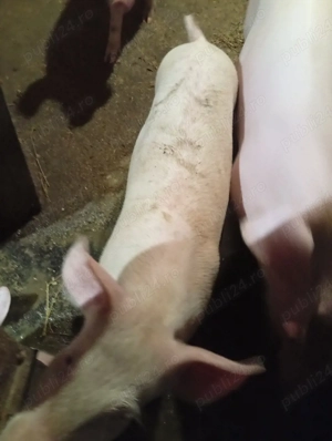 Vând Purcică s-au Schimb cu 2 Oi fătate  - imagine 2