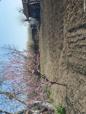 Vând casă și curte - imagine 6