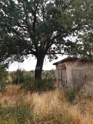 Casa P+1 renovabila, 1008 mp de teren, Sarbatoarea