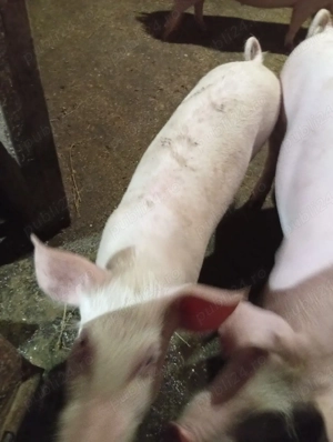 Vând Purcică s-au Schimb cu 2 Oi fătate  - imagine 5