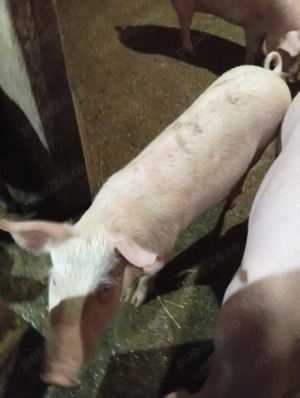 Vând Purcică s-au Schimb cu 2 Oi fătate  - imagine 4