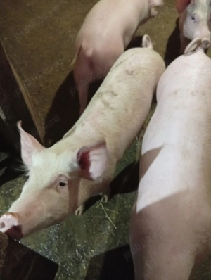 Vând Purcică s-au Schimb cu 2 Oi fătate 