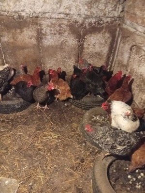 Schimb cu Porumbei voiajori s-au Vând Preț 60 lei bucata Preț fix  - imagine 2