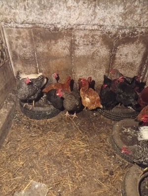 Schimb cu Porumbei voiajori s-au Vând Preț 60 lei bucata Preț fix  - imagine 3