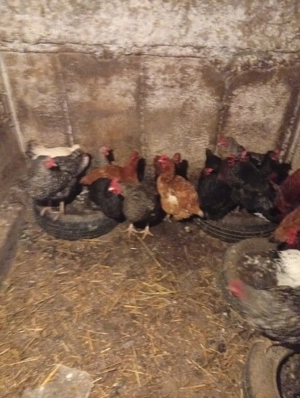 Schimb cu Porumbei voiajori s-au Vând Preț 60 lei bucata Preț fix  - imagine 5