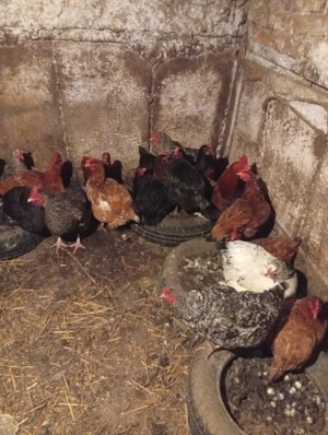 Schimb cu Porumbei voiajori s-au Vând Preț 60 lei bucata Preț fix  - imagine 4