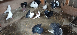 Porumbei ornament , Voltati indieni,  voltati normali,  voiajori , jucători si satineti . - imagine 4