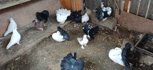 Porumbei ornament , Voltati indieni,  voltati normali,  voiajori , jucători si satineti . - imagine 5