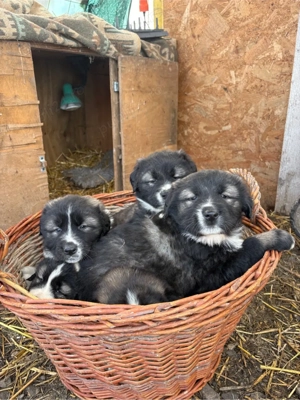 Pui de Ciobanesc Carpatin disponibili - imagine 5