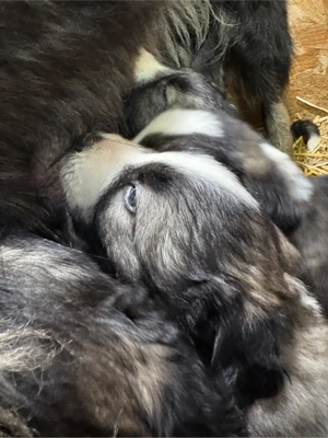 Pui de Ciobanesc Carpatin disponibili - imagine 3