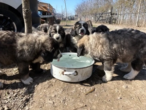 Pui de Ciobanesc Carpatin disponibili - imagine 2