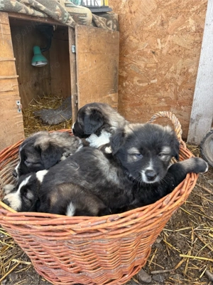 Pui de Ciobanesc Carpatin disponibili - imagine 4