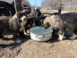 Pui de Ciobanesc Carpatin disponibili