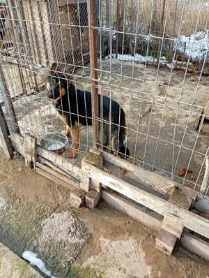 de vânzare  - imagine 2