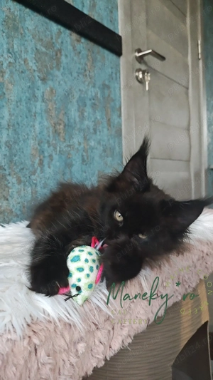 Pui Maine Coon  ,  Pedigree   WCF