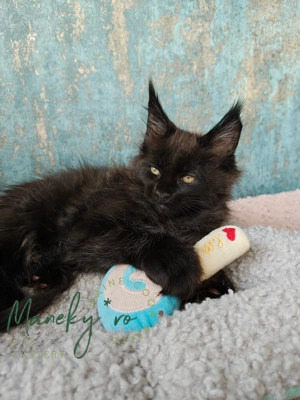 Pui Maine Coon  ,  Pedigree   WCF - imagine 2