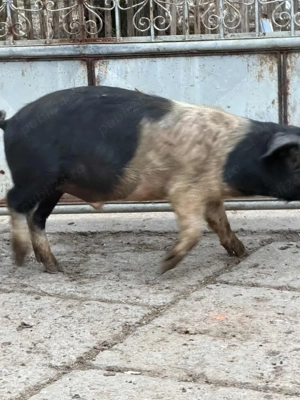 vand grasun  - imagine 2