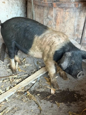 vand grasun  - imagine 3