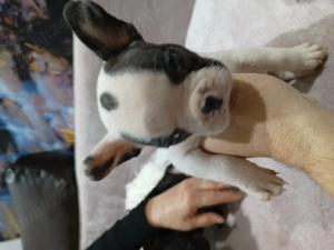 Pui buldog francez  - imagine 3