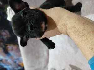 Pui buldog francez  - imagine 5