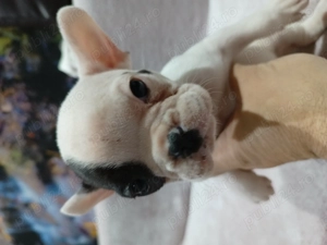 Pui buldog francez  - imagine 4