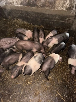 vand purcei  - imagine 2