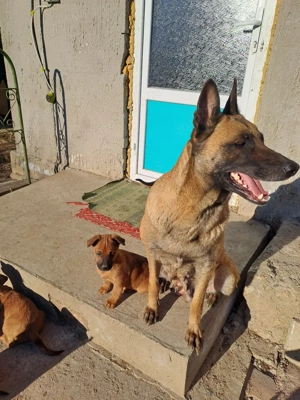 donez cățeii  - imagine 5