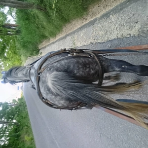 Vânzare Sură de 10 ani - imagine 2