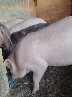 Suldani pietran cu landras - imagine 3