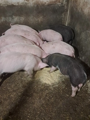 purcei 8 săptămâni landrace cu marele alb