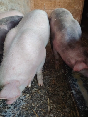 Suldani pietran cu landras - imagine 2