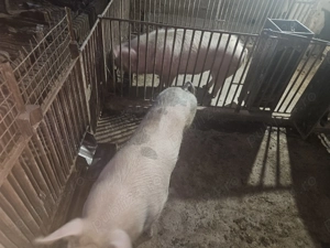 Vand purcei 450 lei buc  porc mare 15 lei kg  - imagine 3