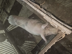 Vand purcei 450 lei buc  porc mare 15 lei kg  - imagine 2