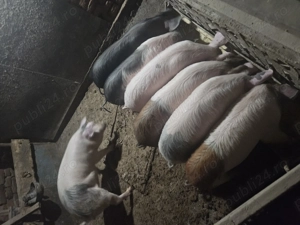 Vand purcei 450 lei buc  porc mare 15 lei kg  - imagine 4